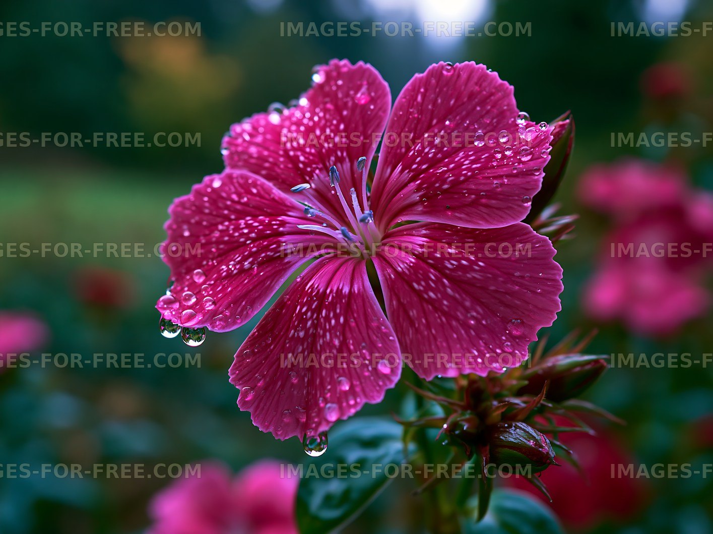 Pink flower with water droplets in a garden