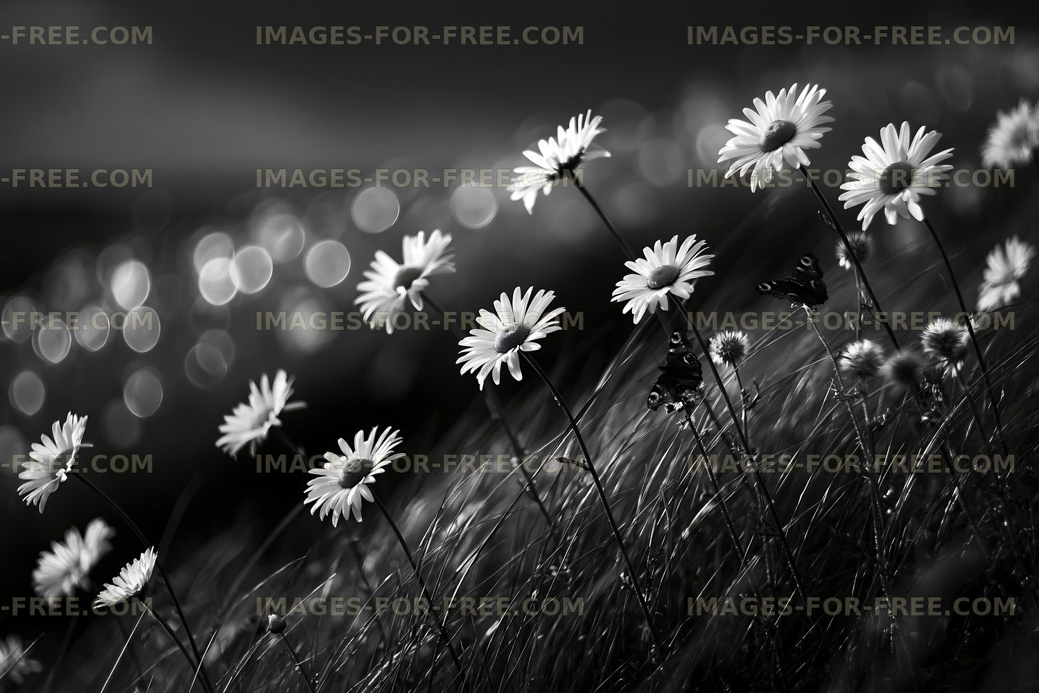 Daisies growing in a field with butterflies in black and white