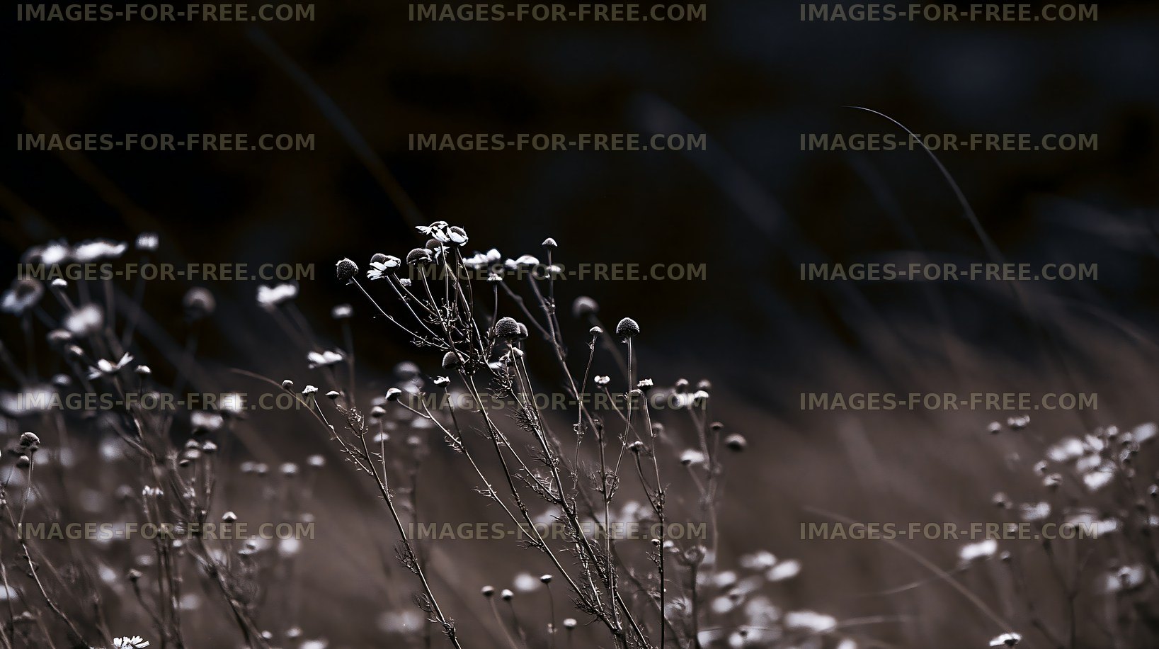 Wildflowers in black and white with soft background details