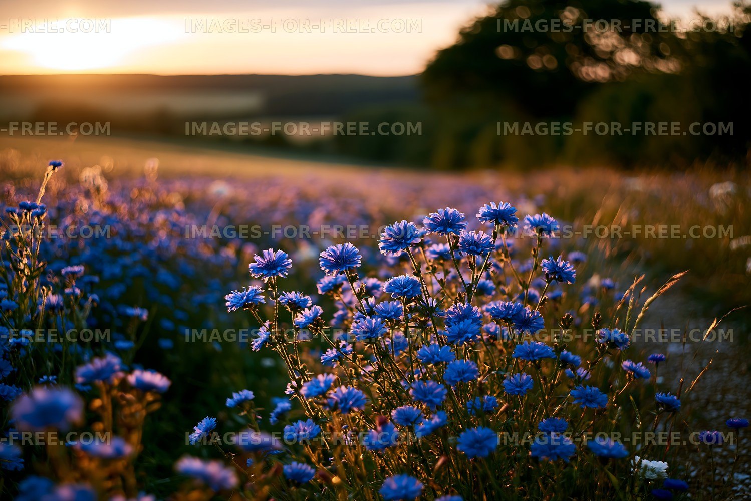 Blue flowers bloom in a field during sunset