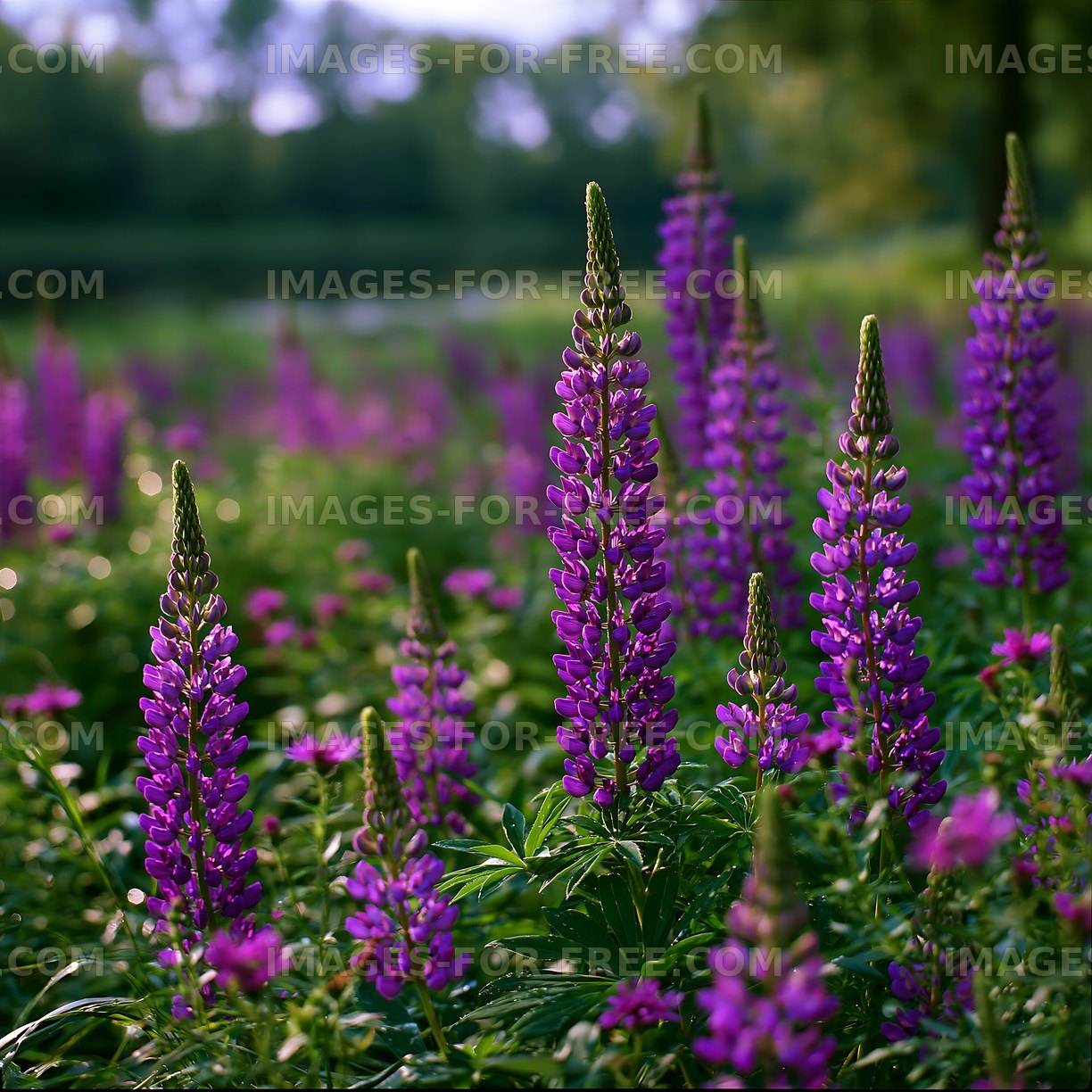 Purple flowers bloom in a green field near a river