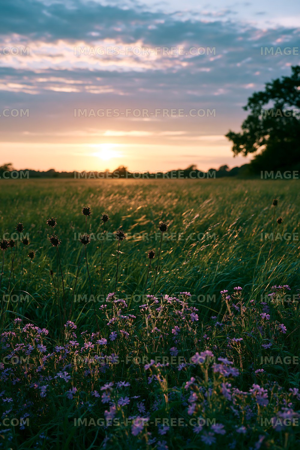 Sunset over a grassy field with wildflowers