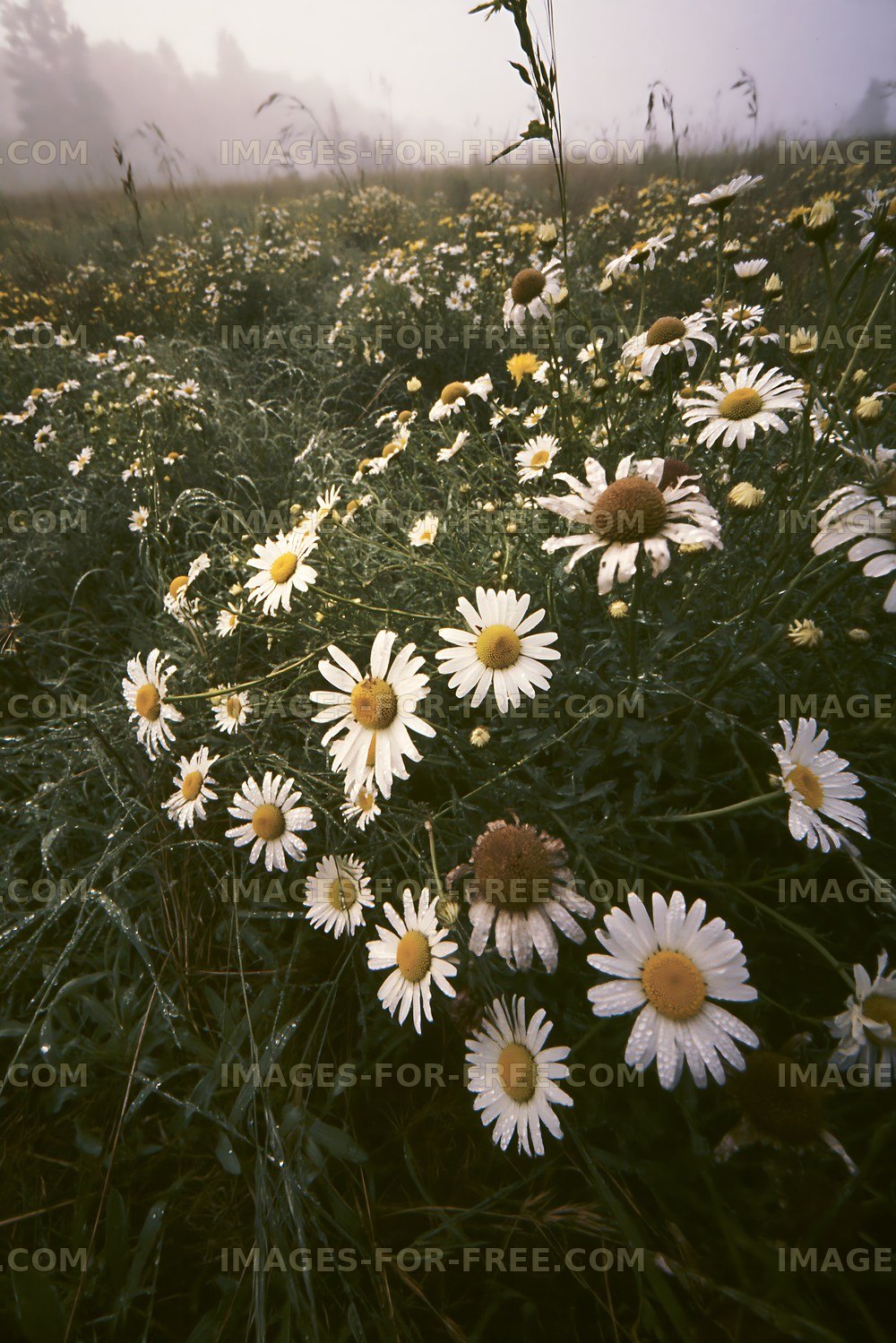 Field of daisies in early morning fog