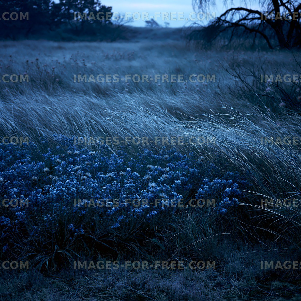 Blue flowers in a grass field during twilight