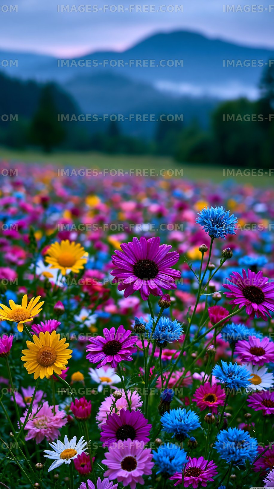 Colorful flower field under blue sky at sunset