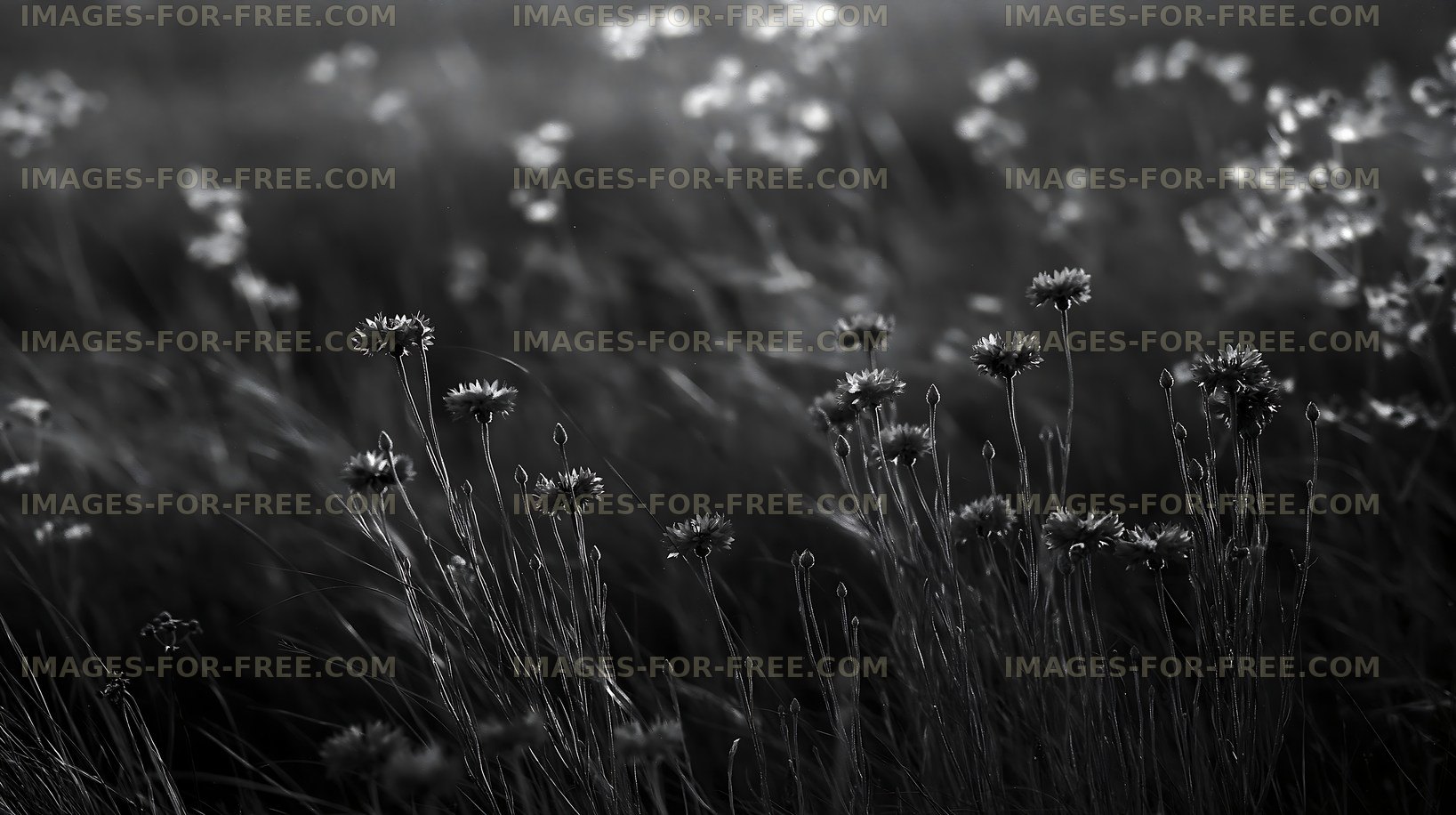 Black and white flowers in a field at sunset