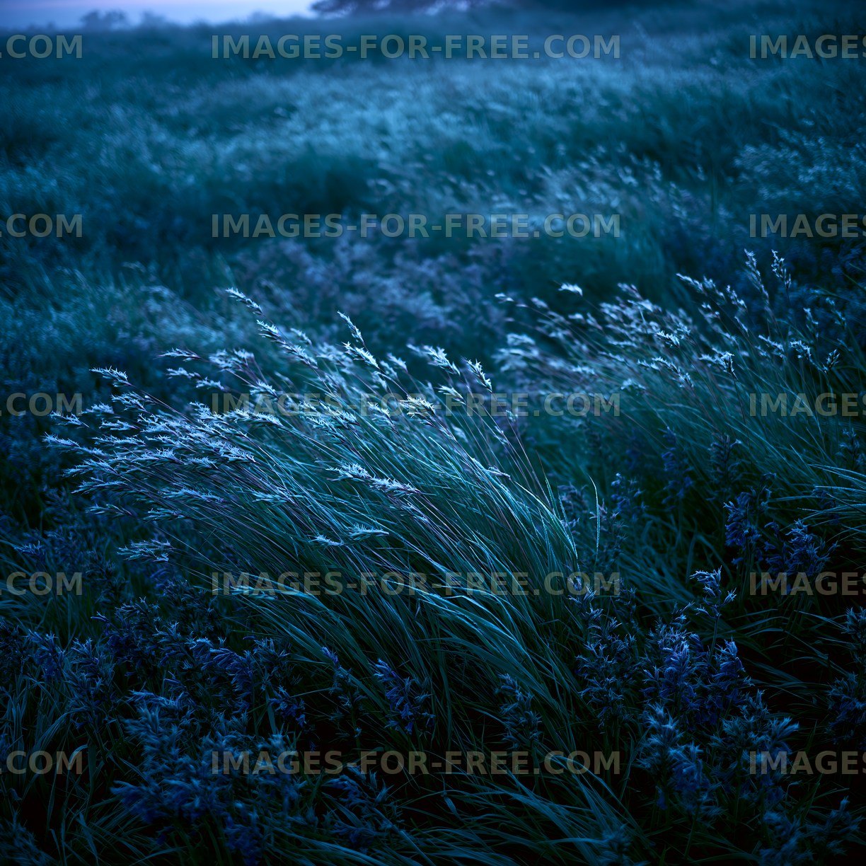 Fields of grass under blue twilight sky