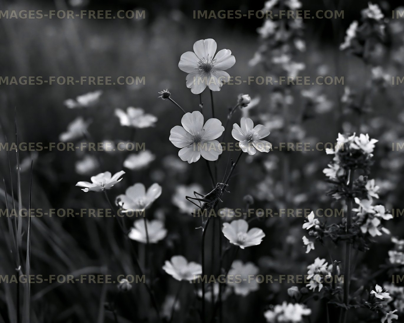 Black and white wildflowers growing in a field