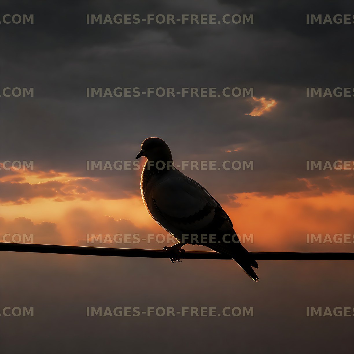 Bird sitting on a wire against a sunset sky