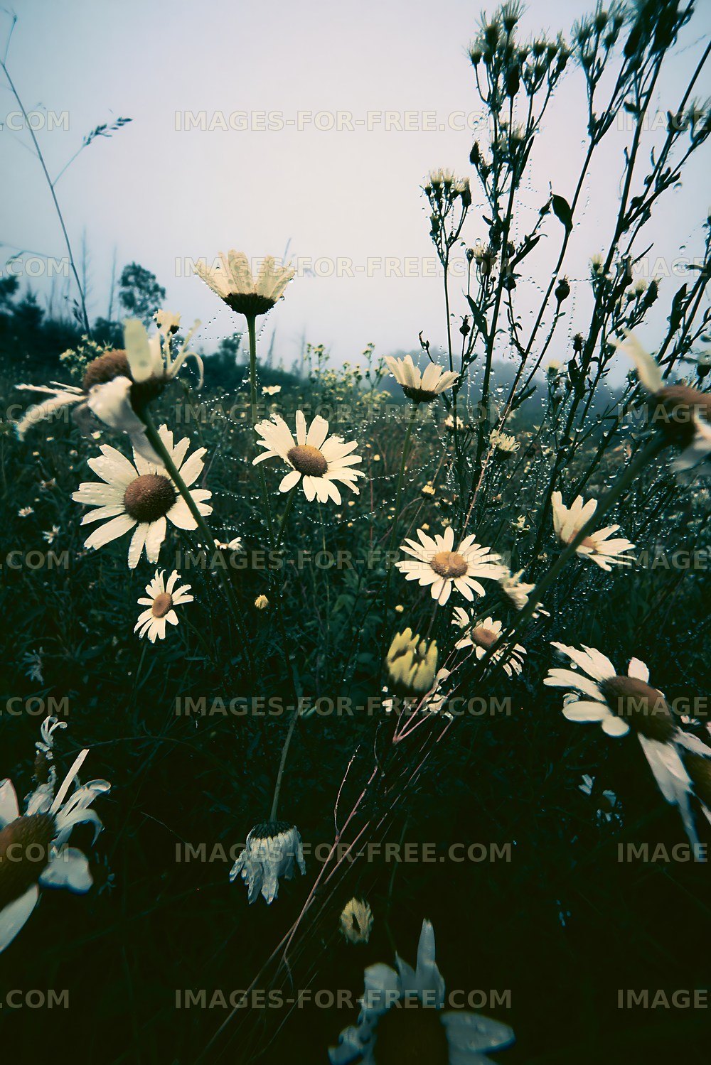 Daisies and wildflowers in a field on a foggy day