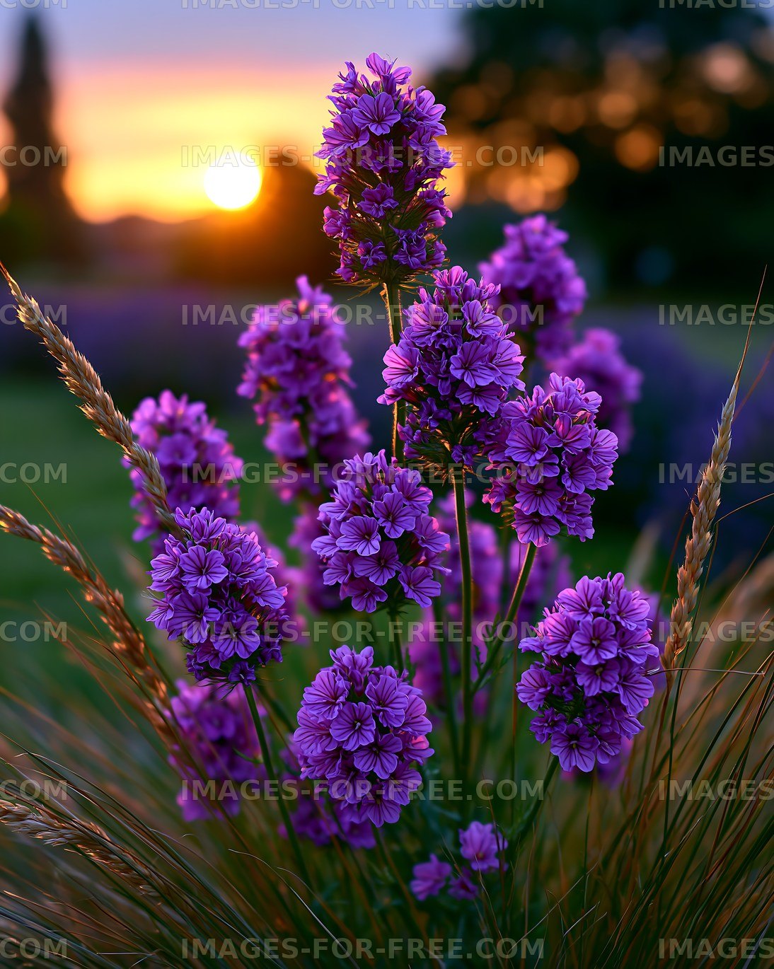 Purple flowers at sunset in a garden