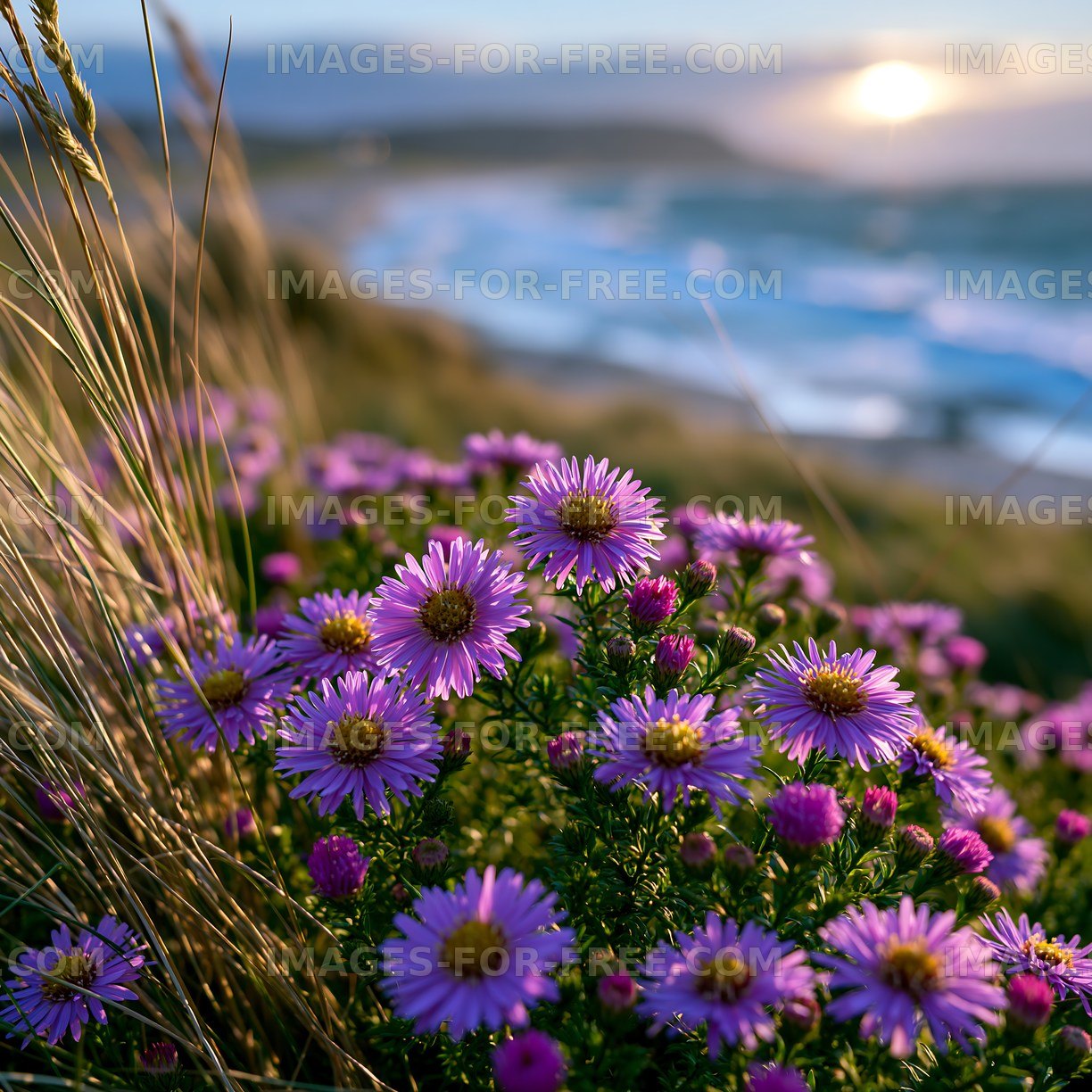 Purple flowers at the beach during sunset
