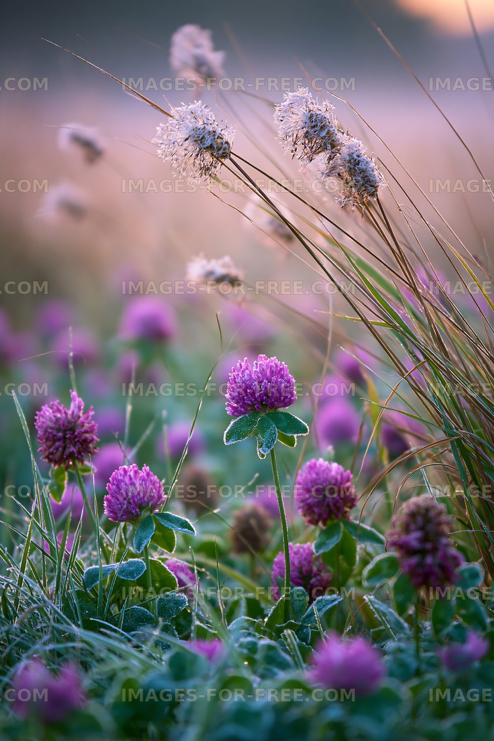 Purple clover and grass in a field during sunrise
