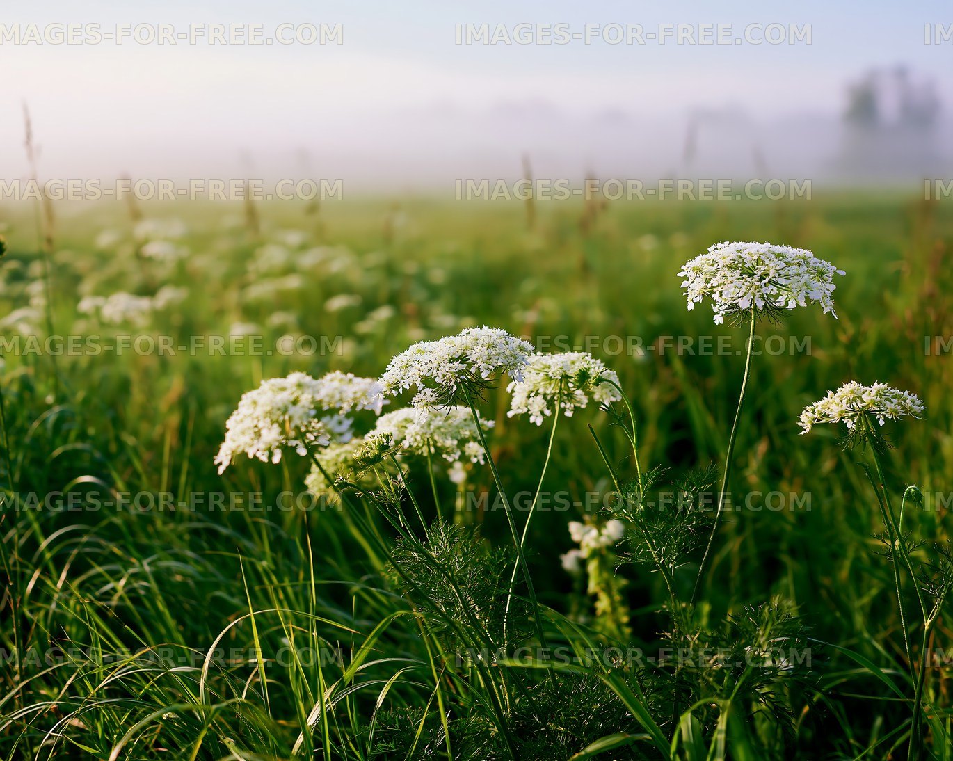 Wildflowers in a foggy meadow at dawn