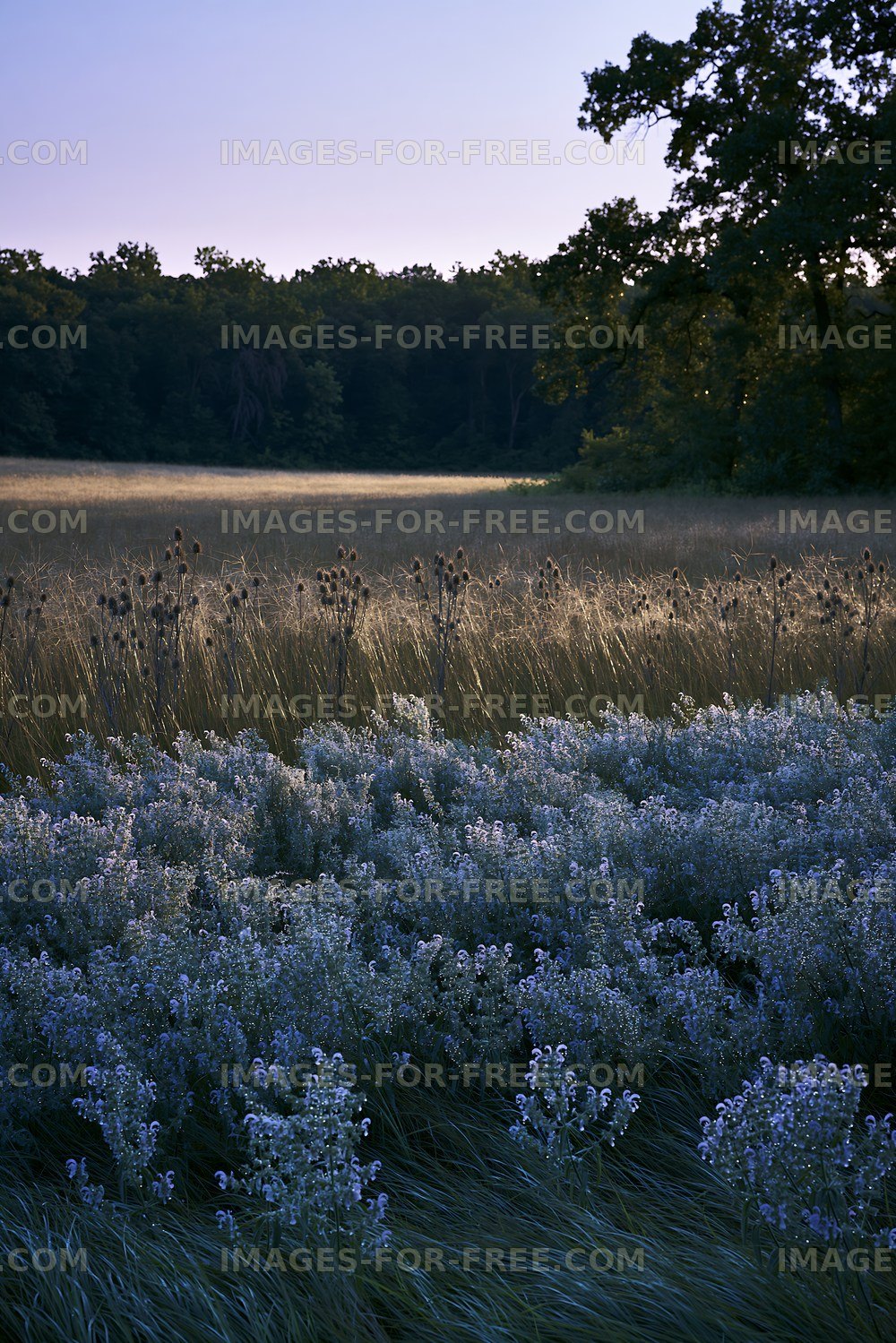 Field of wildflowers and tall grass at sunset
