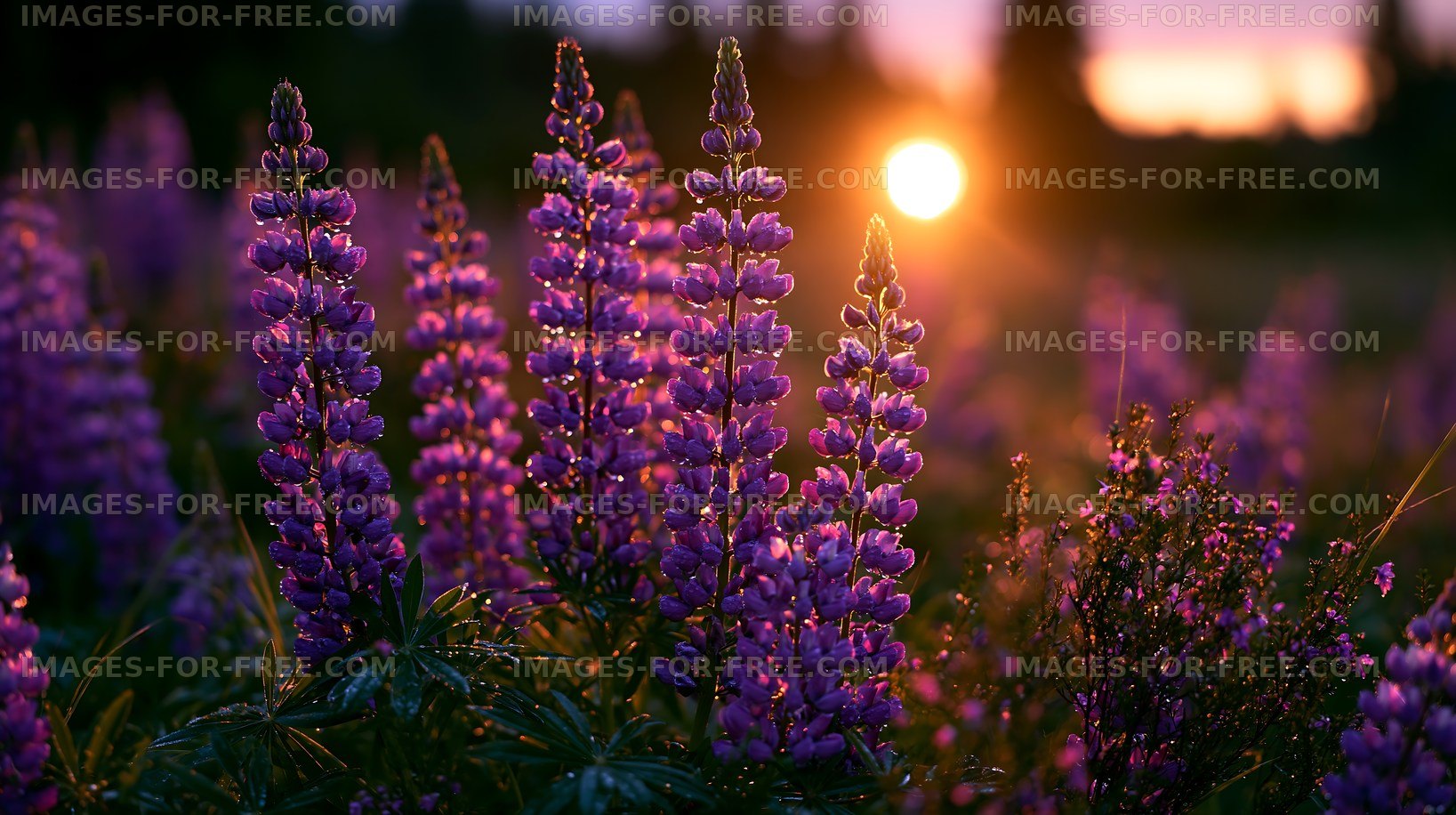 Lupine flowers blooming during sunset in a natural landscape