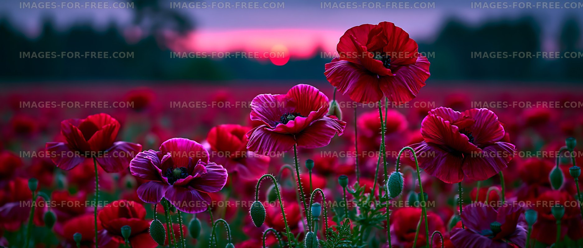 Colorful poppy flowers in a field at sunset