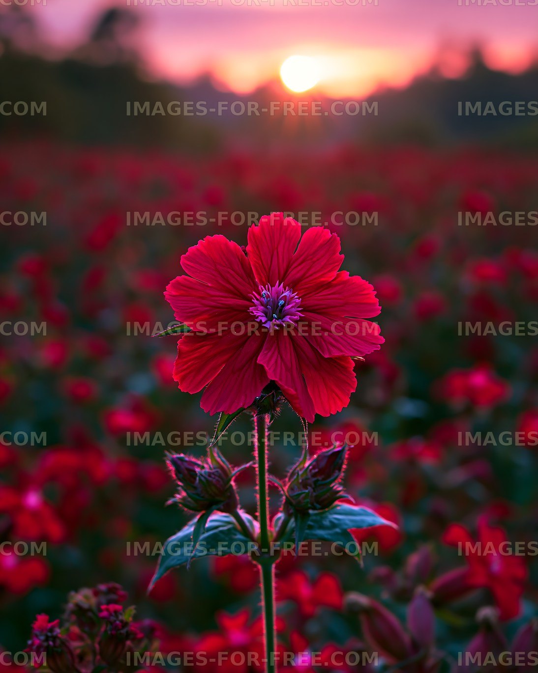 Red flower in a field during sunset