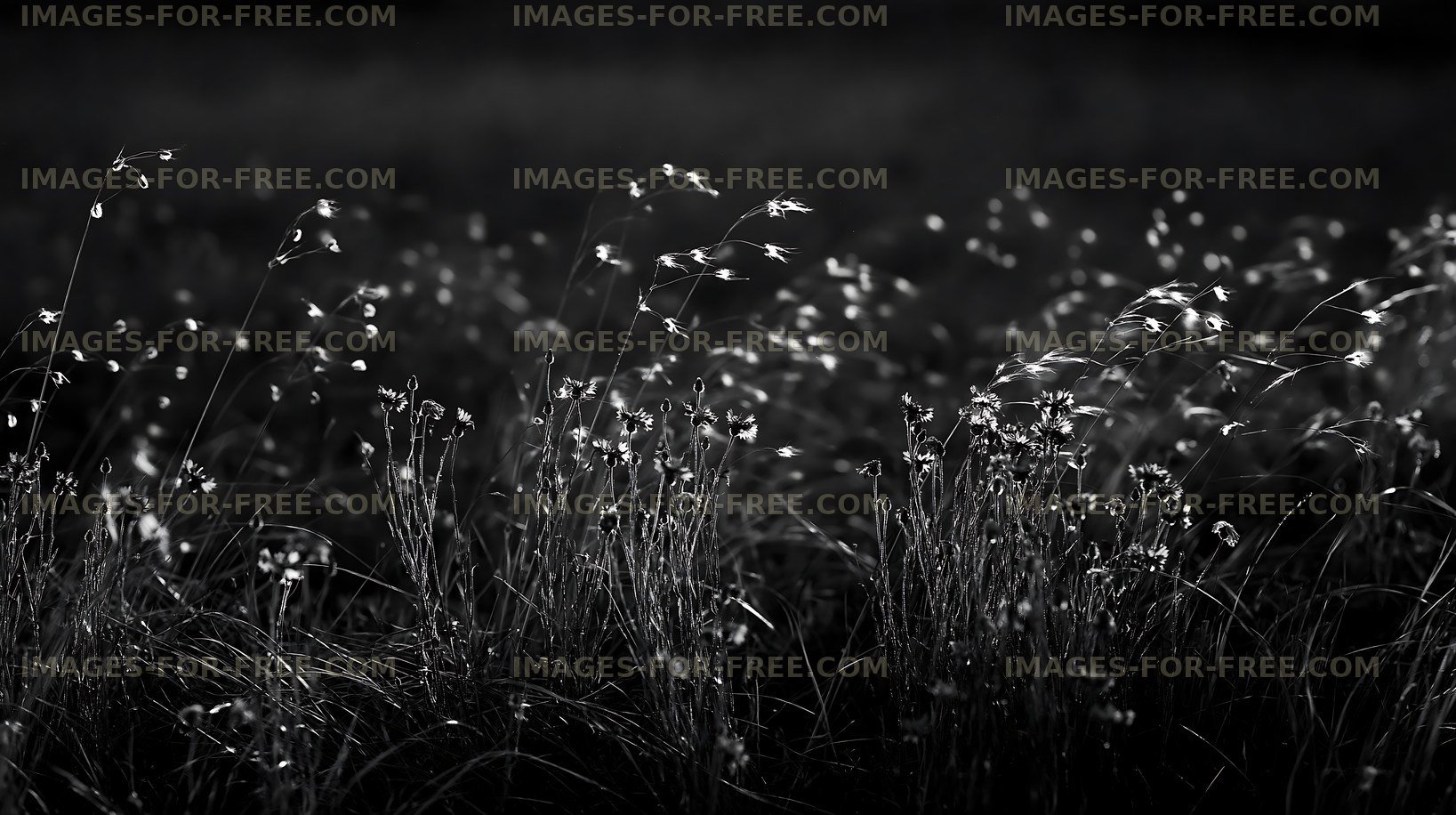Wildflowers in a field during sunset