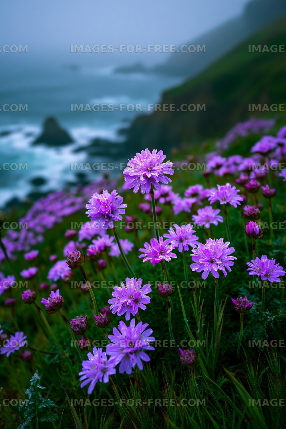 Vibrant purple flowers growing near a coastal cliff