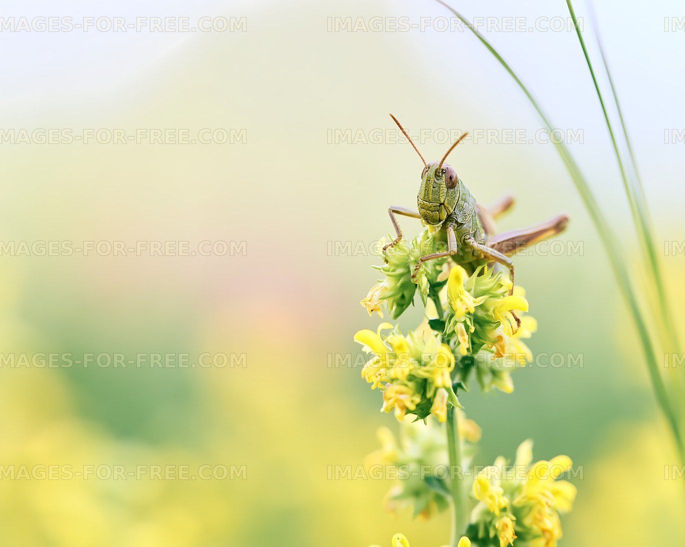Grasshopper perched on flower in a grassy field