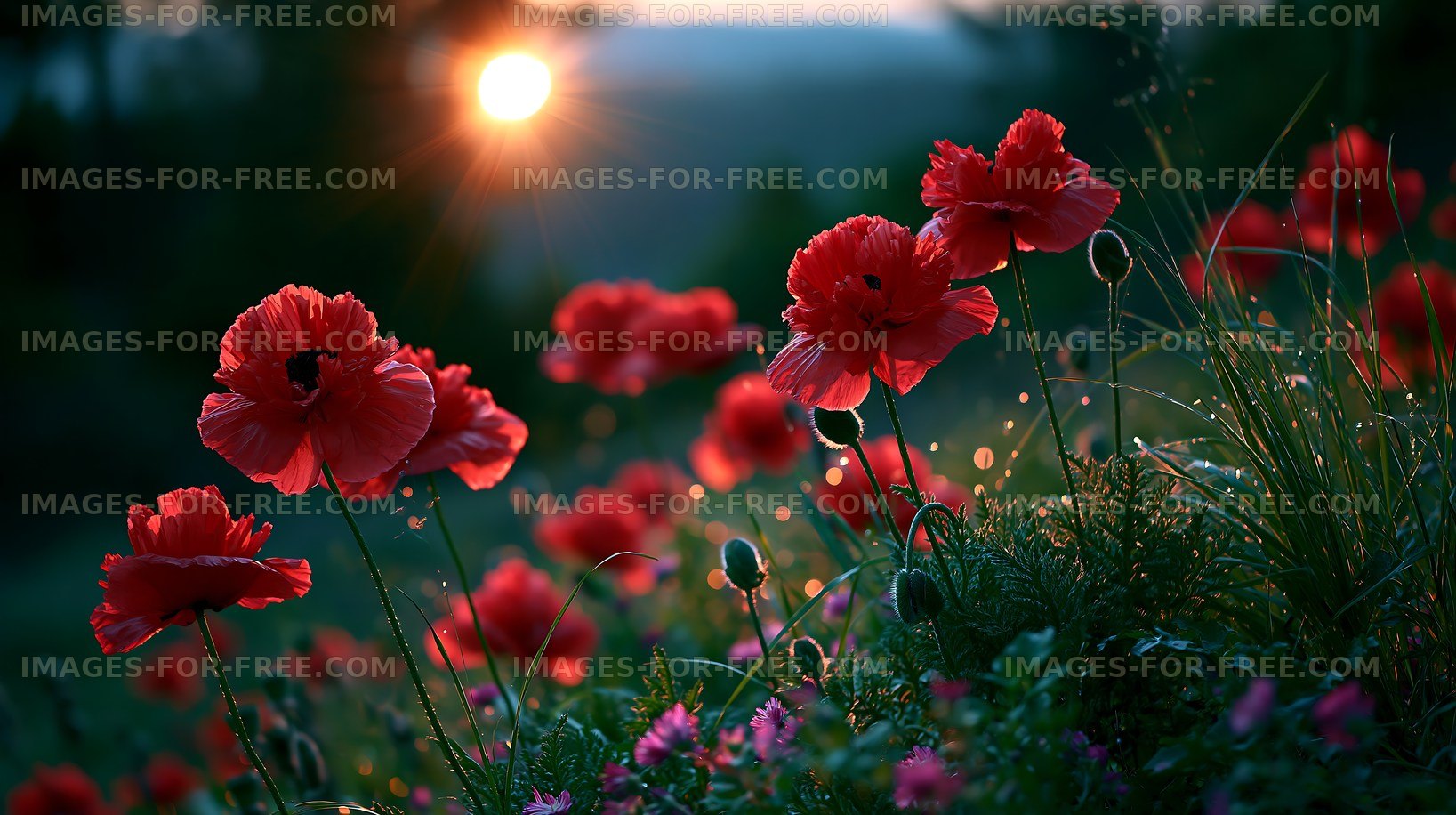 Sunlight shining on red poppy flowers at dusk
