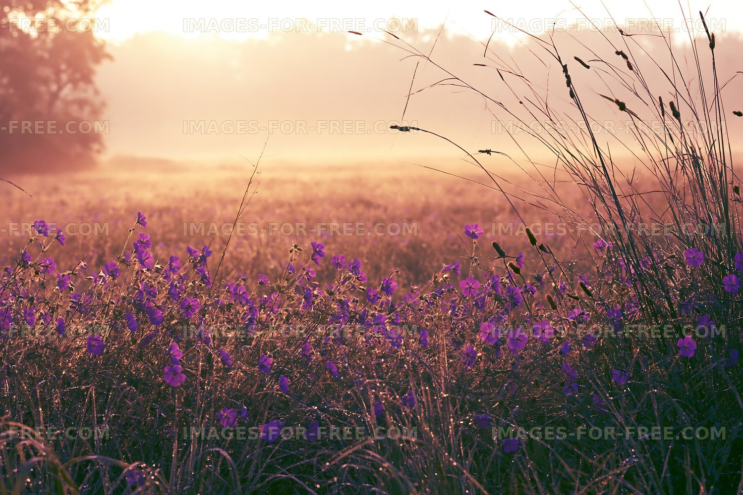 Morning light over a wildflower meadow in soft focus