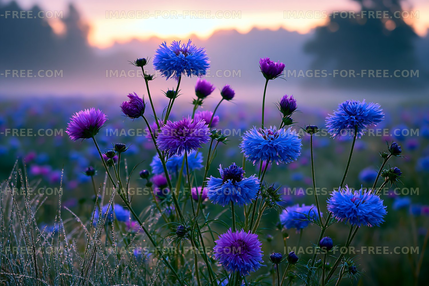 Colorful wildflowers in a misty field at sunrise