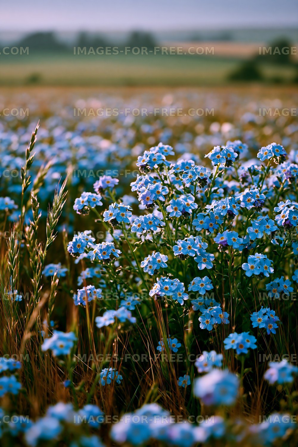 Field of blue flowers blooming in sunny landscape