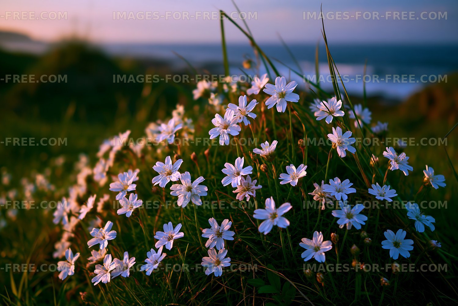 Flowers blooming on a grassy hill by the sea at sunset