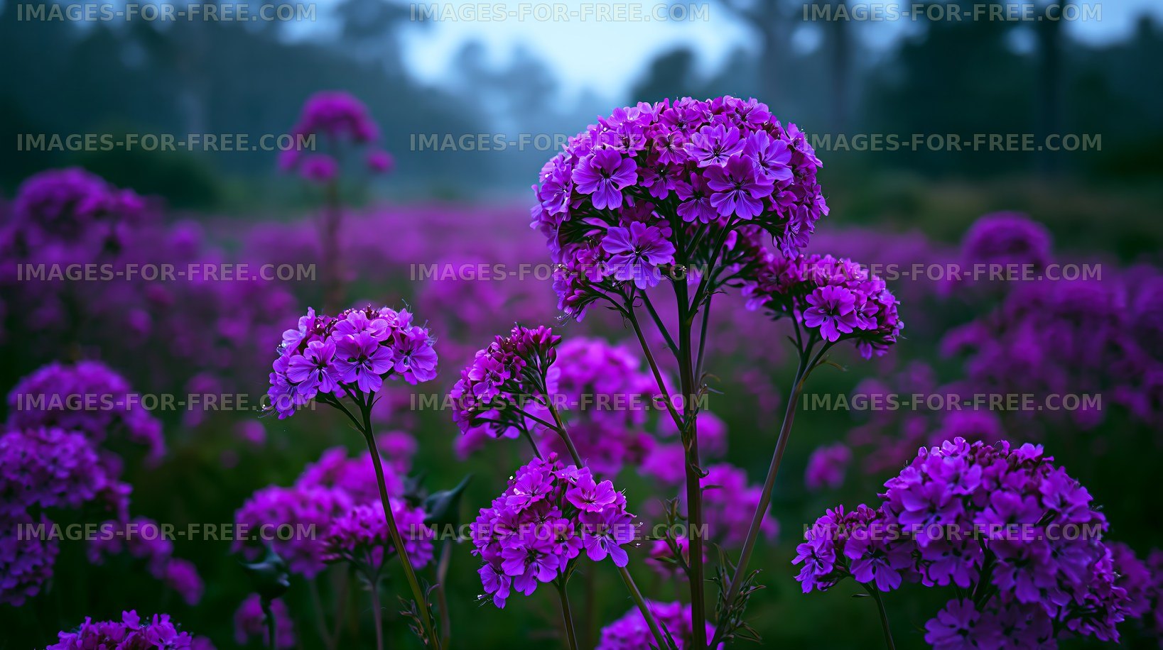 Purple flowers bloom in a field during early morning