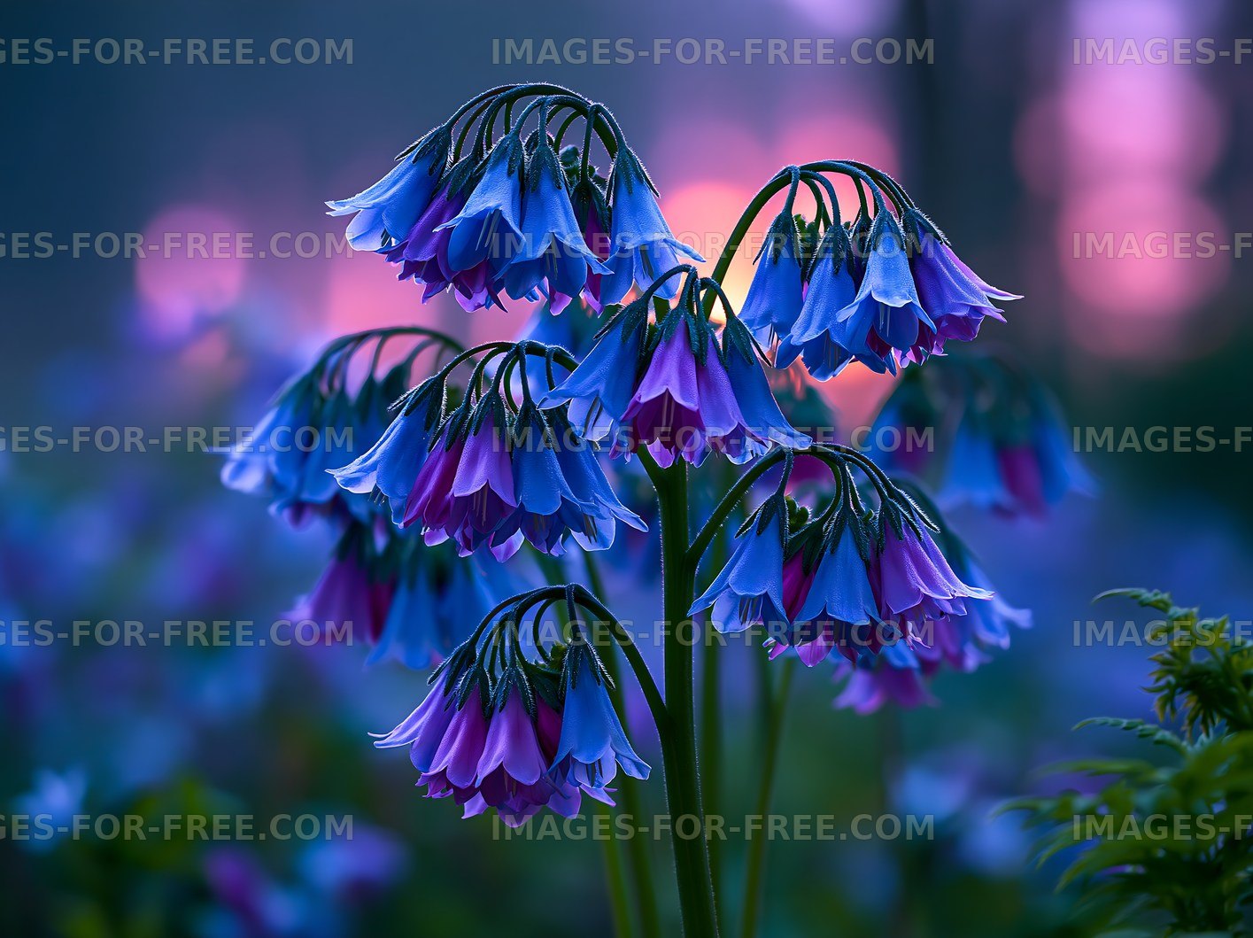 Colorful flowers blooming in a garden during sunset