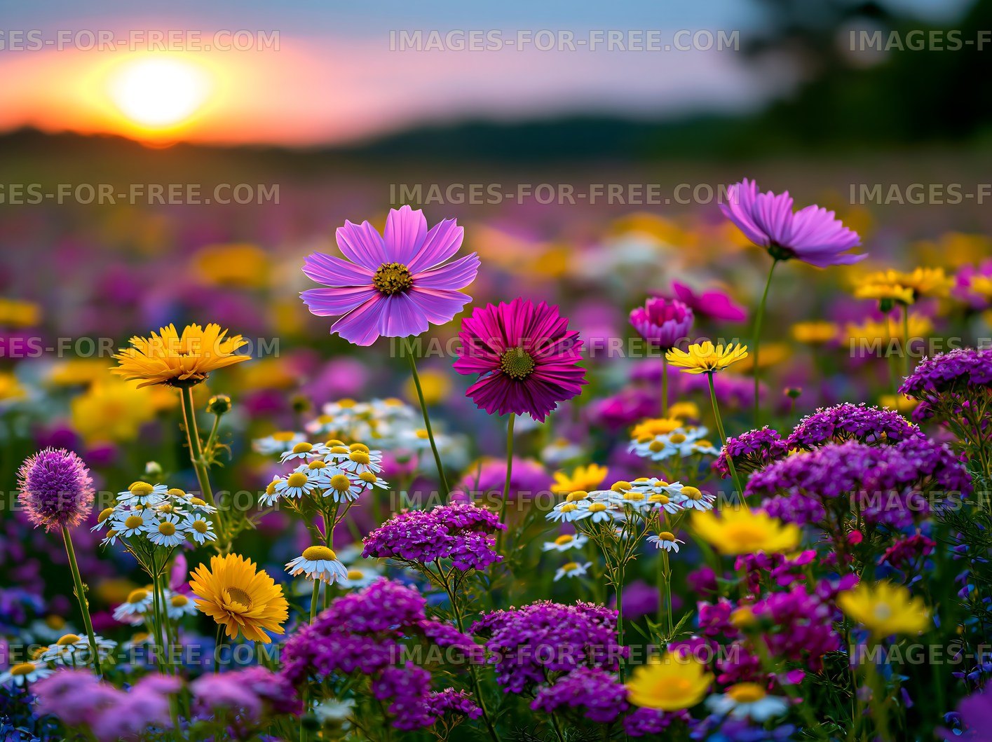 Colorful wildflower field during sunset