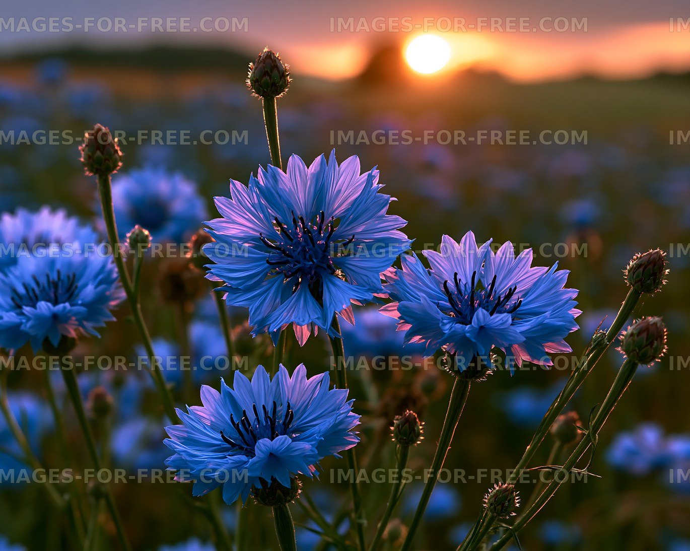 Blue flowers at sunset in a field