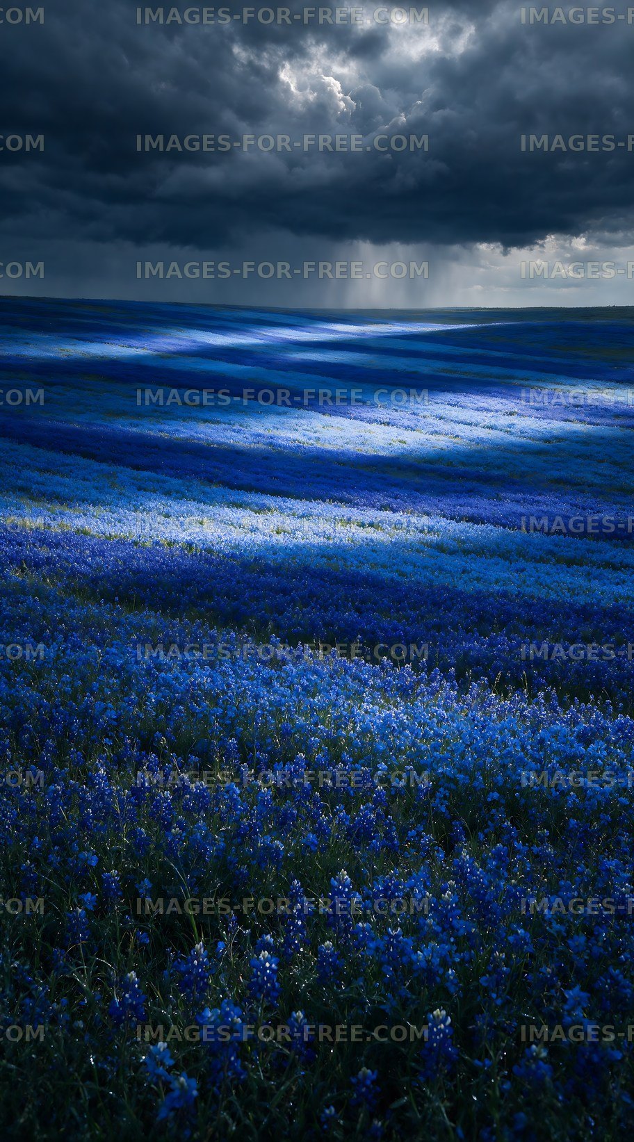 Vast blue flower fields under a cloudy sky