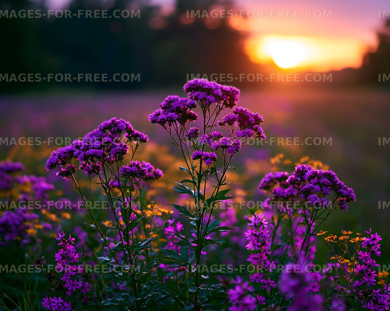 Purple flowers bloom in a field during sunset