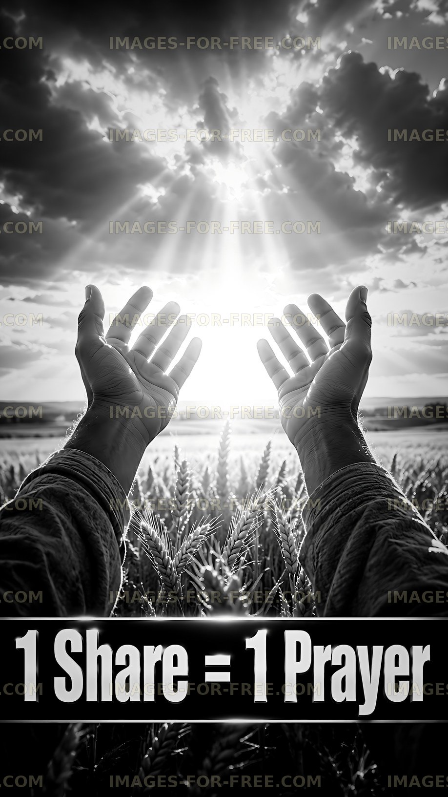 Hands raised towards the sunlight in a field