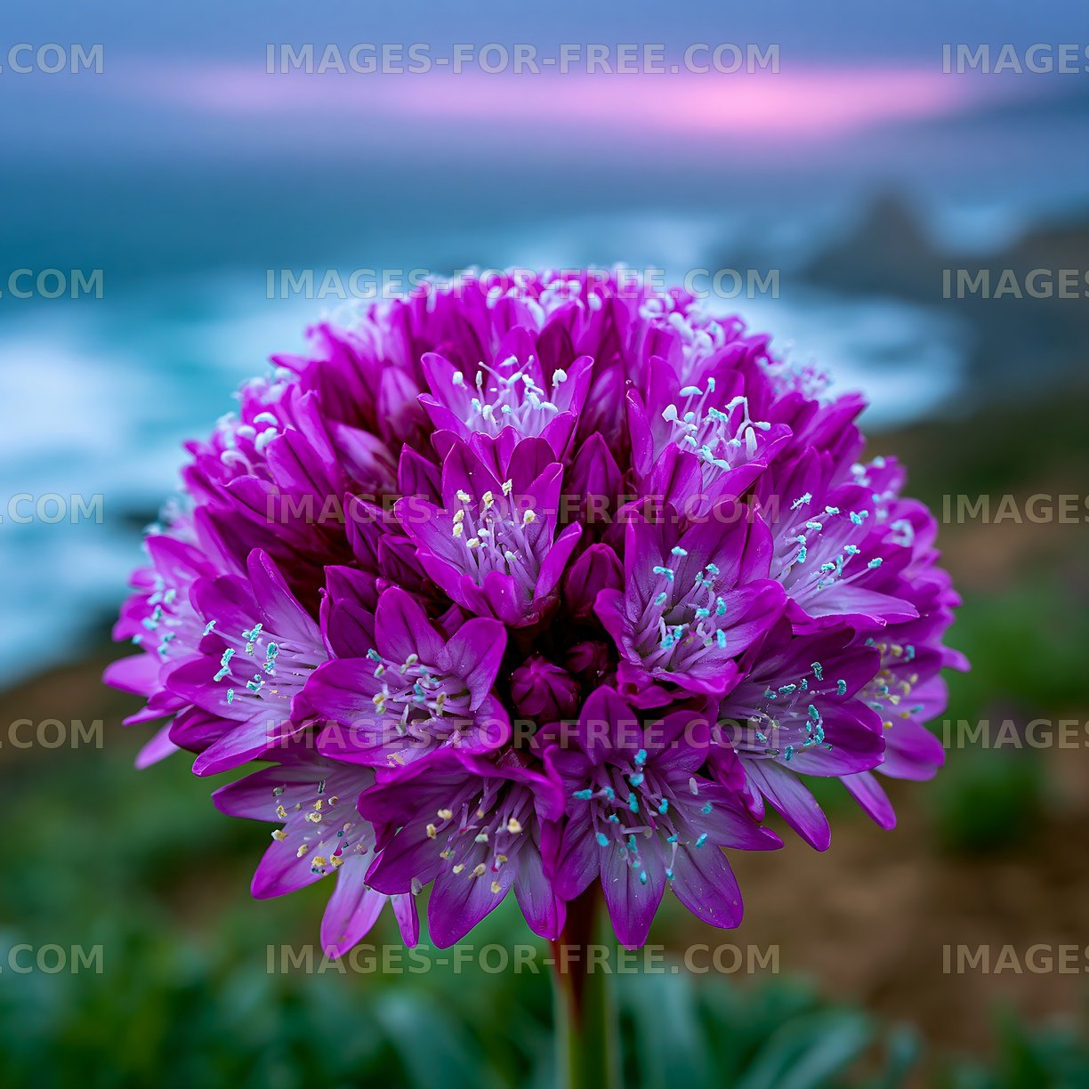 Vibrant purple flowers near the ocean at sunset