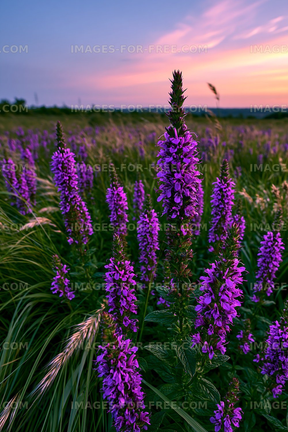 Purple flowers in a sunset field