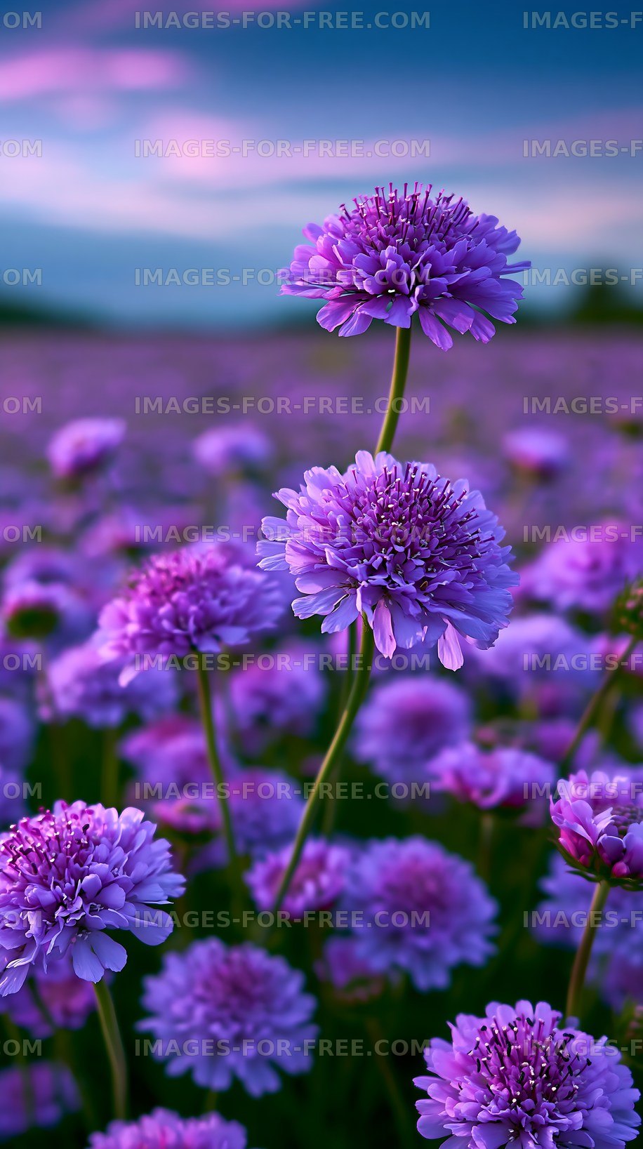 Purple flowers bloom in a vibrant field at sunset