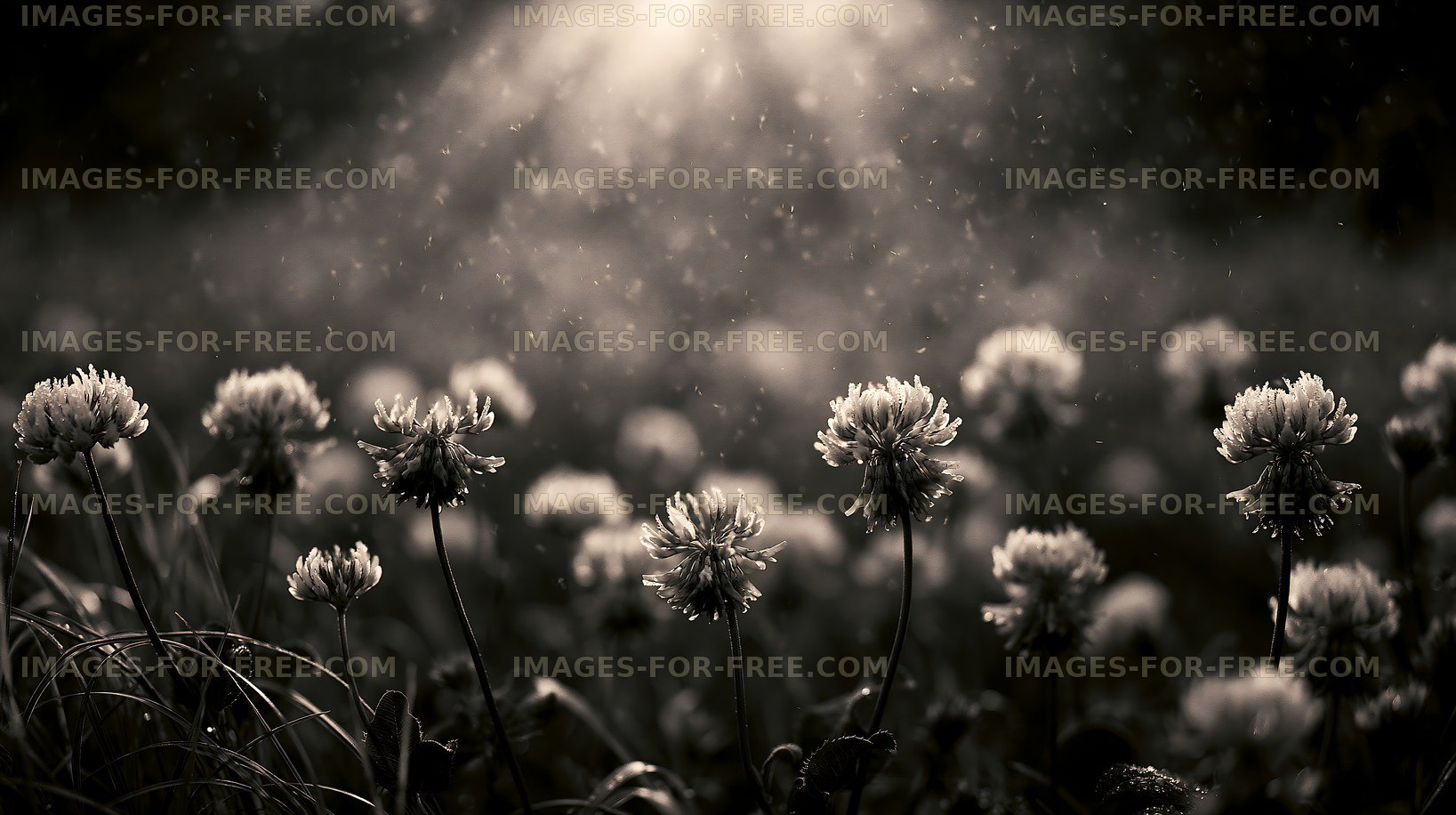 Flowers in a field with rain in soft sunlight