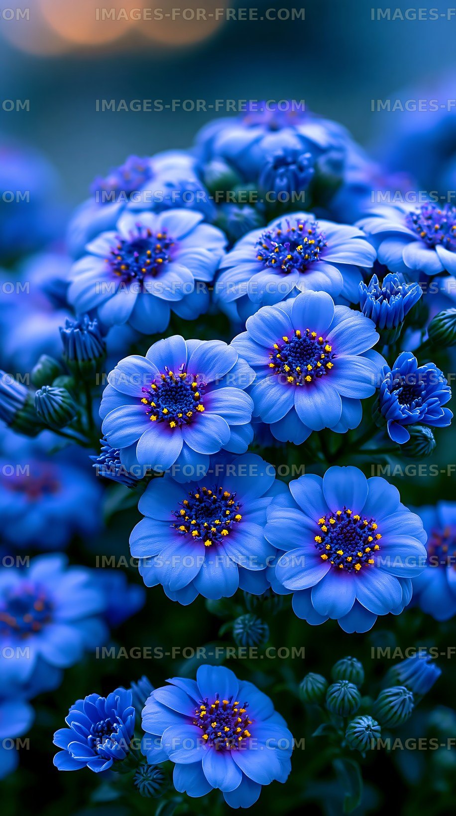 Blue flowers with yellow centers in a close-up view