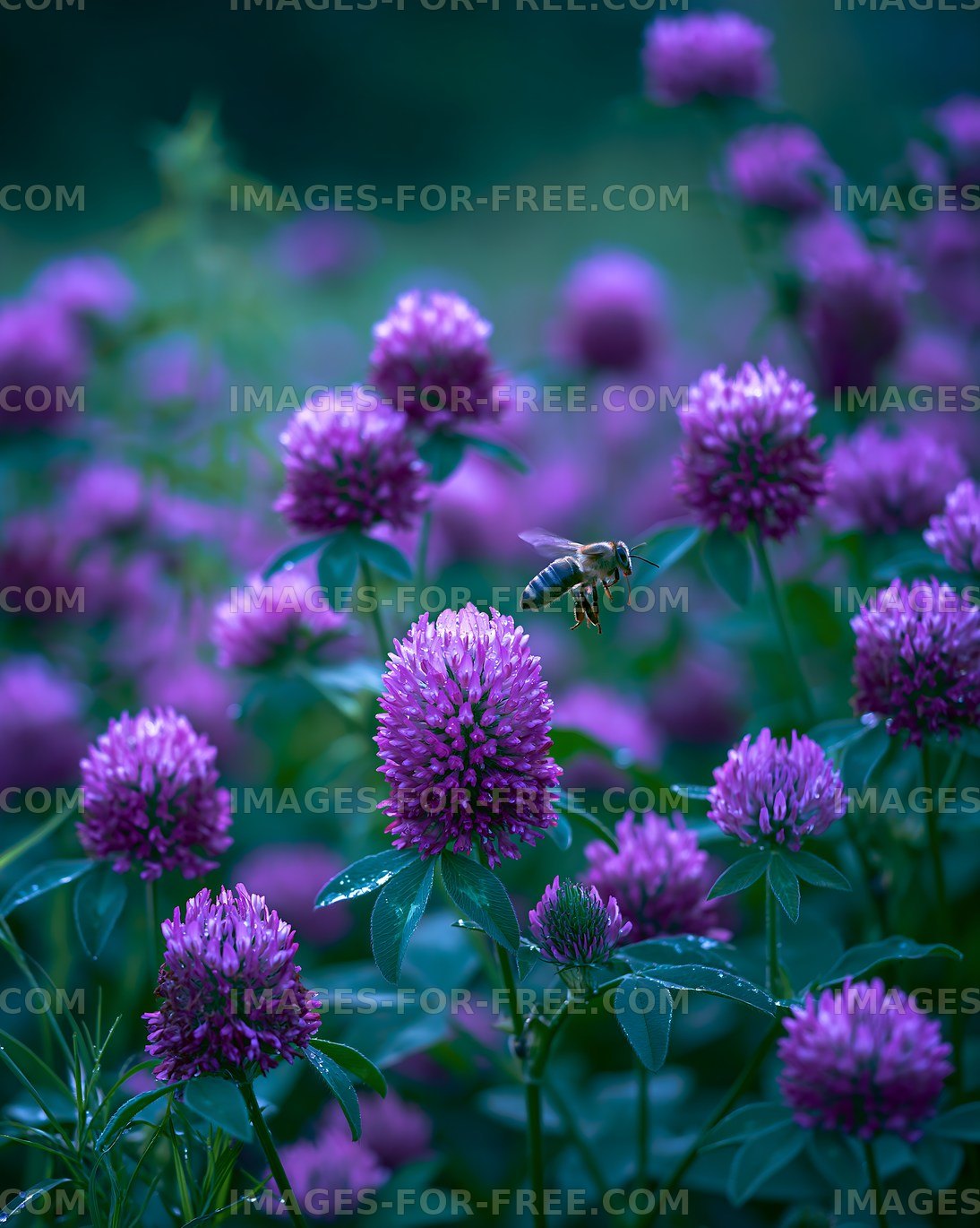 Bee flying over purple flowers in a garden
