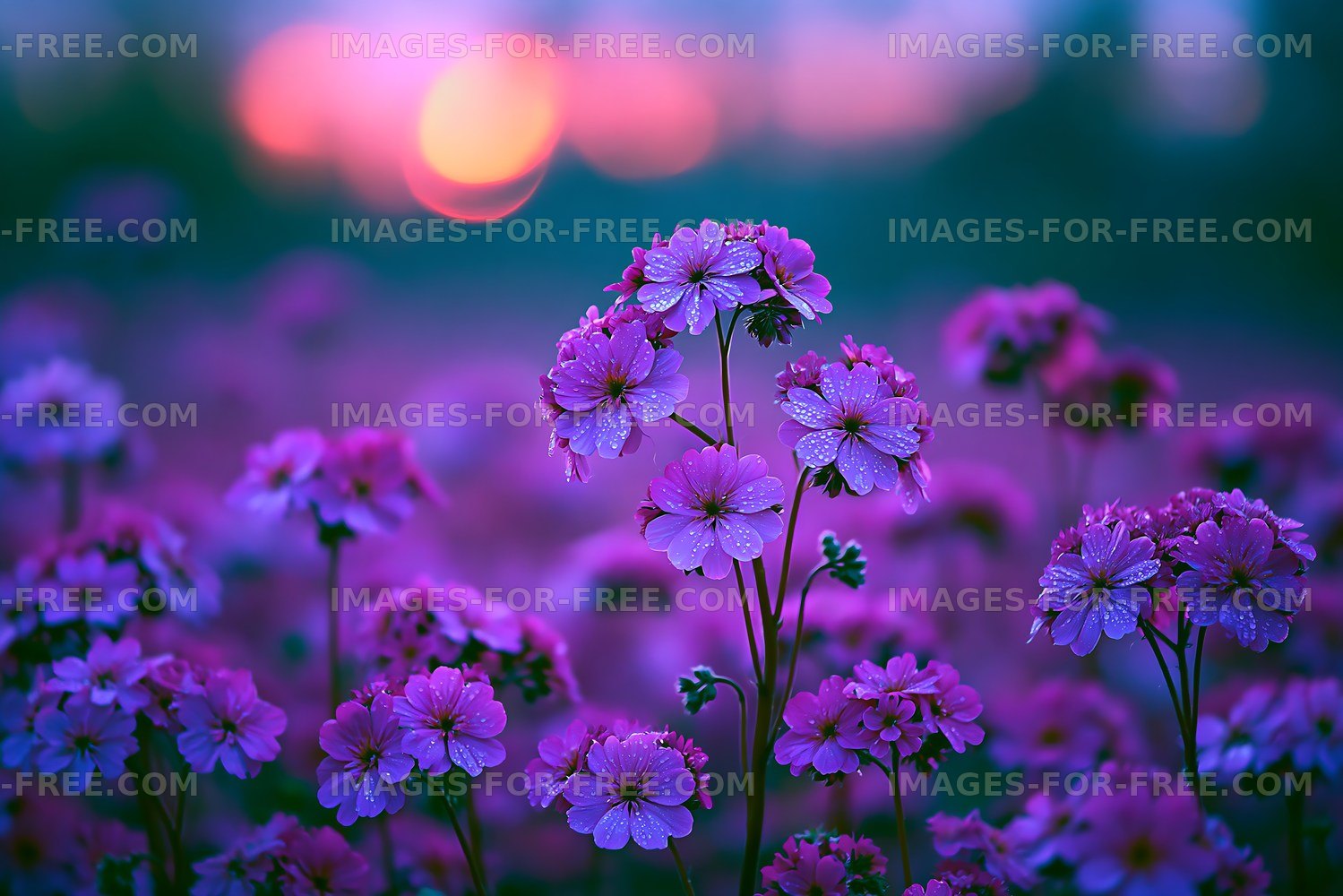 Purple flowers with water droplets at sunset