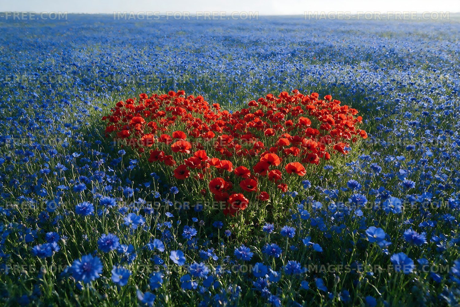 Red flowers arranged in heart shape among blue wildflowers