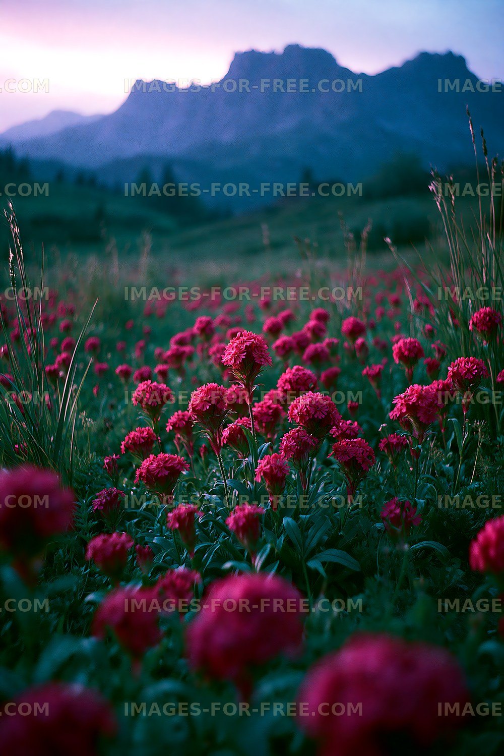 Vibrant field of red flowers with mountains in background