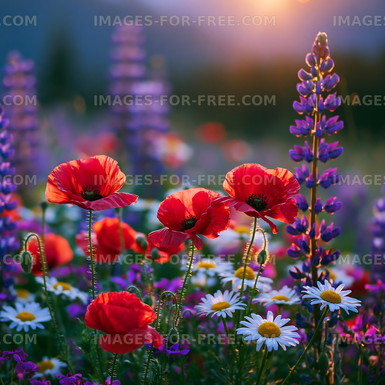 Colorful flowers bloom in a field during sunset