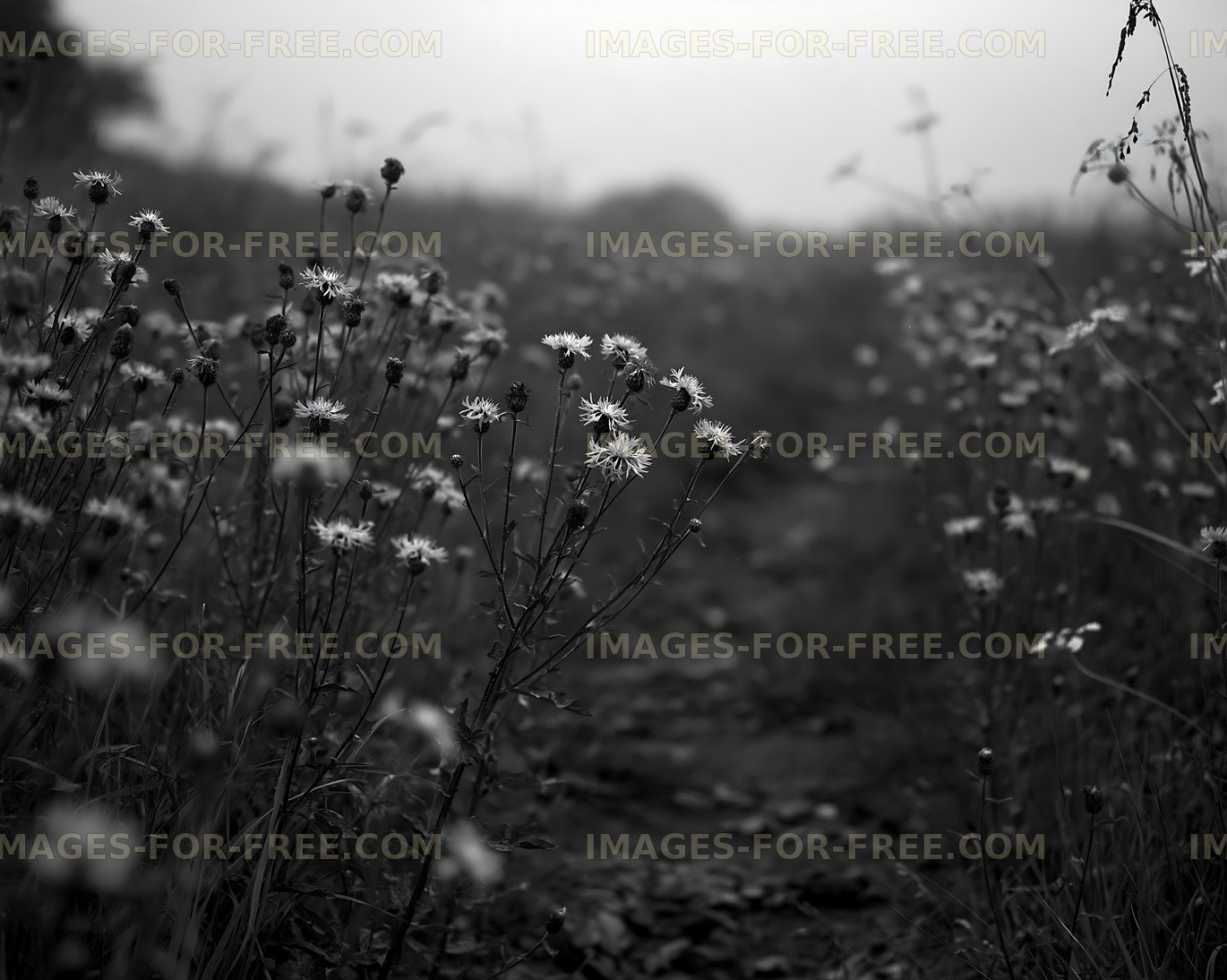 Black and white pathway lined with flowers in fog