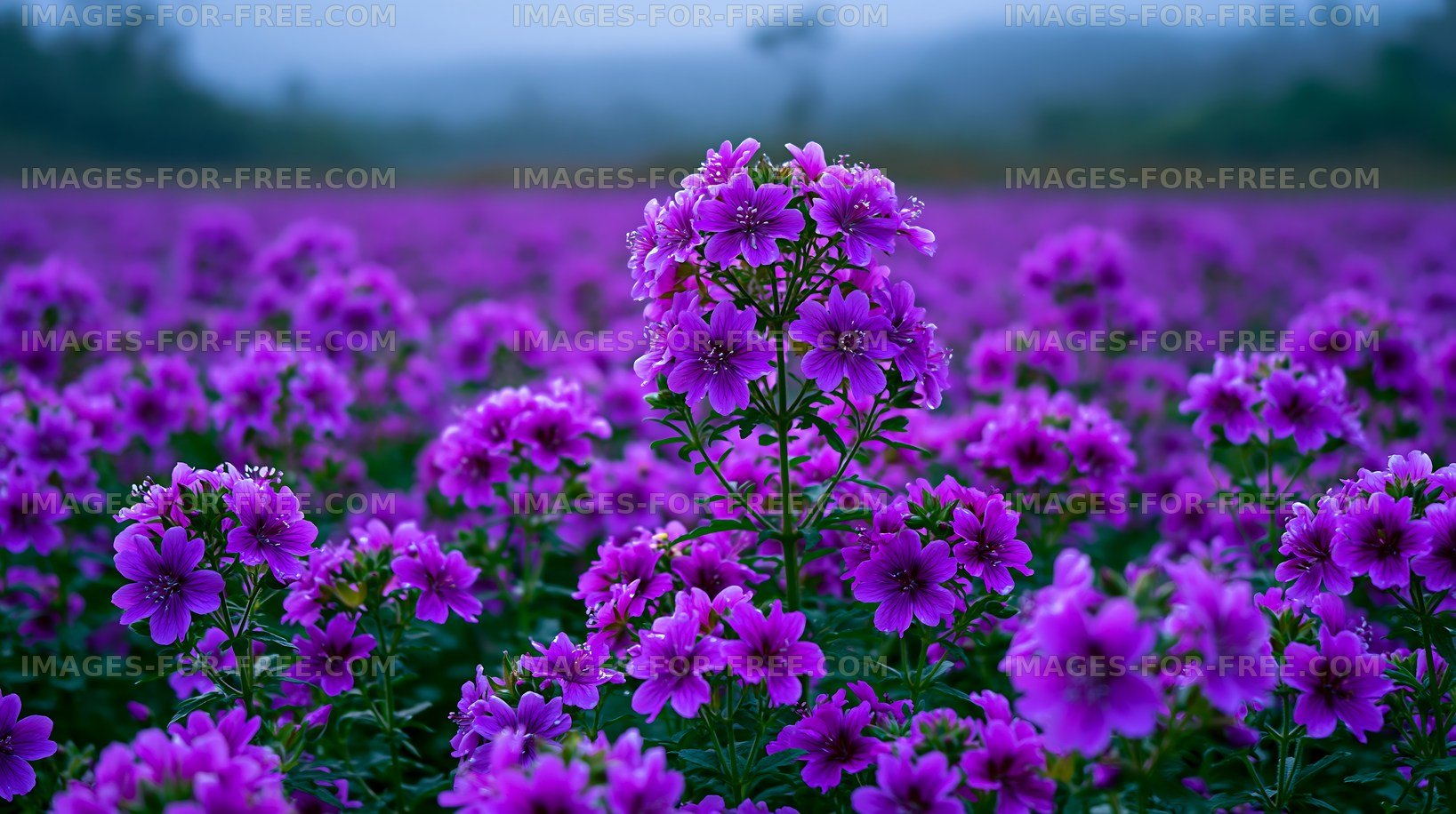 Vibrant purple flowers blooming in a vast field