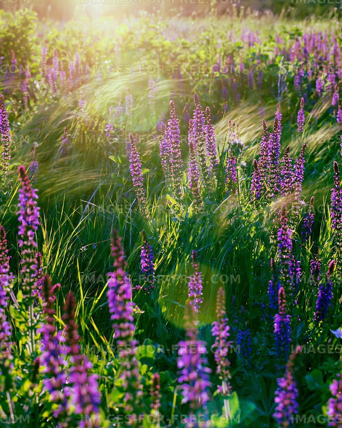 Purple flowers in green field during sunset hours